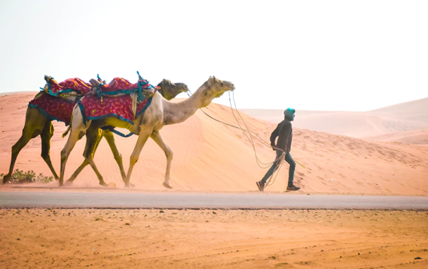 Travel Tips for a Camel Safari